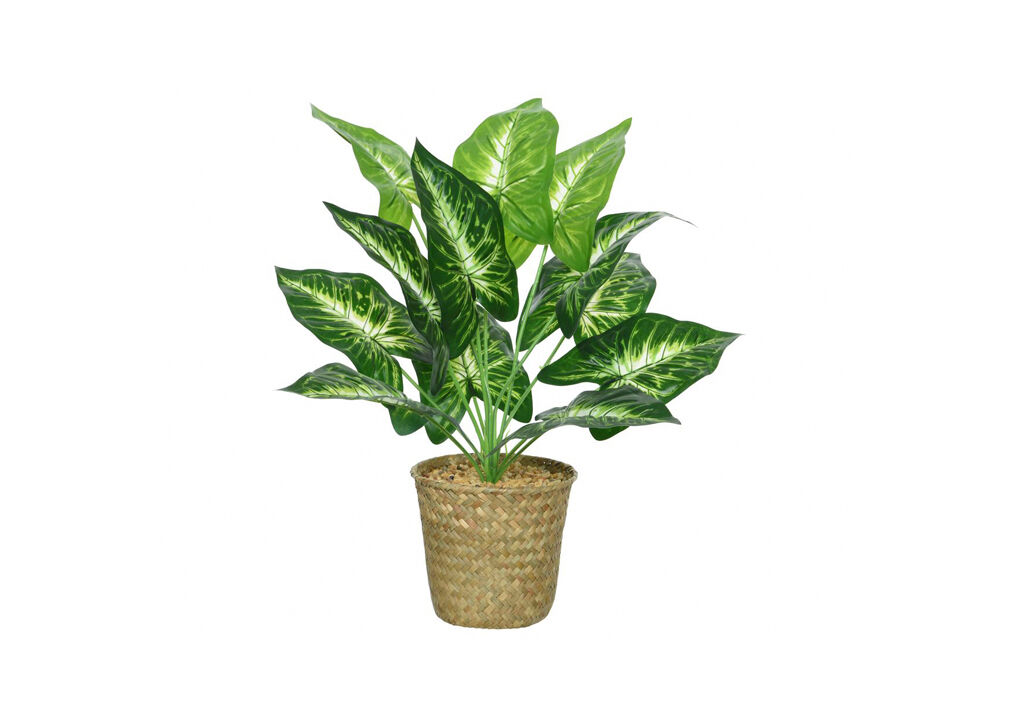 Planta CALATHEA marca EVERLANDS