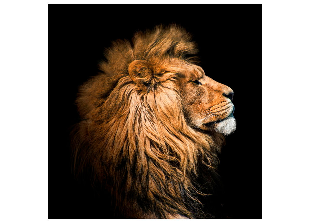 Tela LION PROFILE marca CONFORAMA