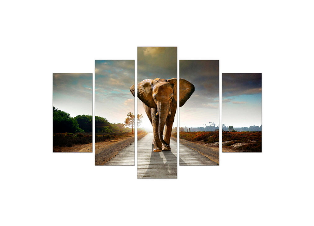 Tela 5 peças ELEPHANT KING marca CONFORAMA