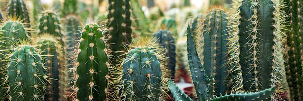 Tela CACTUS GARDEN marca CONFORAMA
