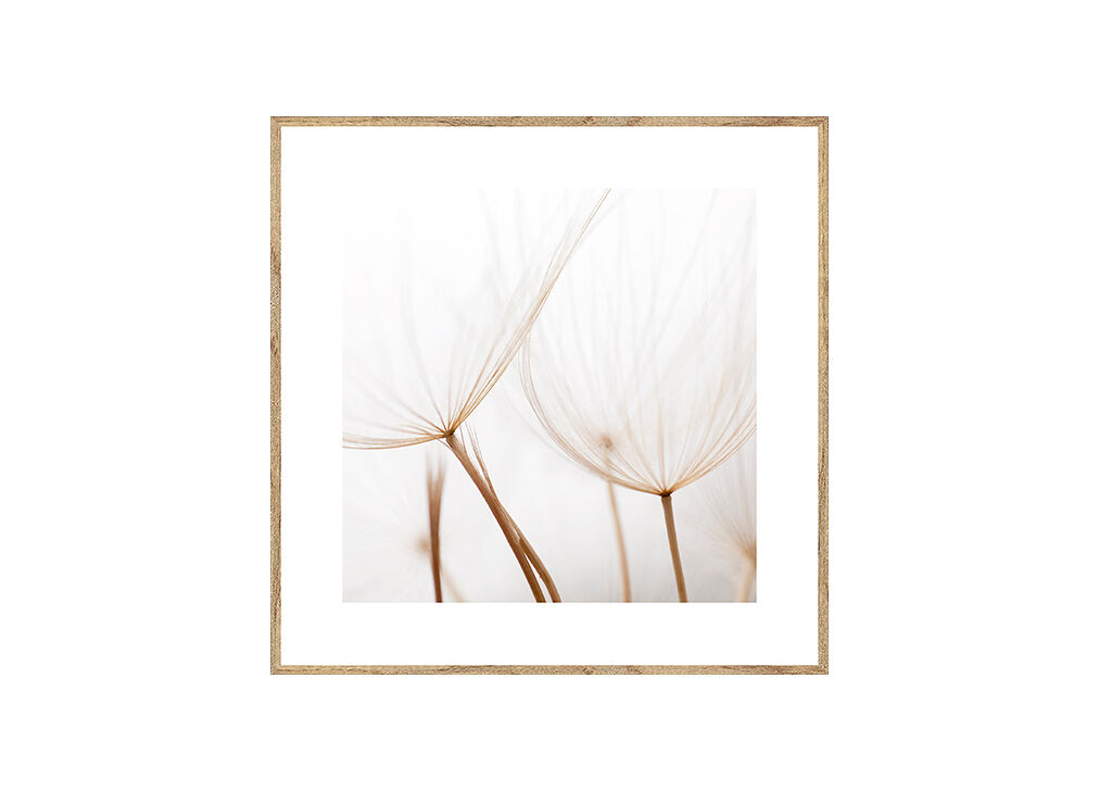 Quadro DIENTE DE LEÓN 35x35cm marca MARCOMUEBLE