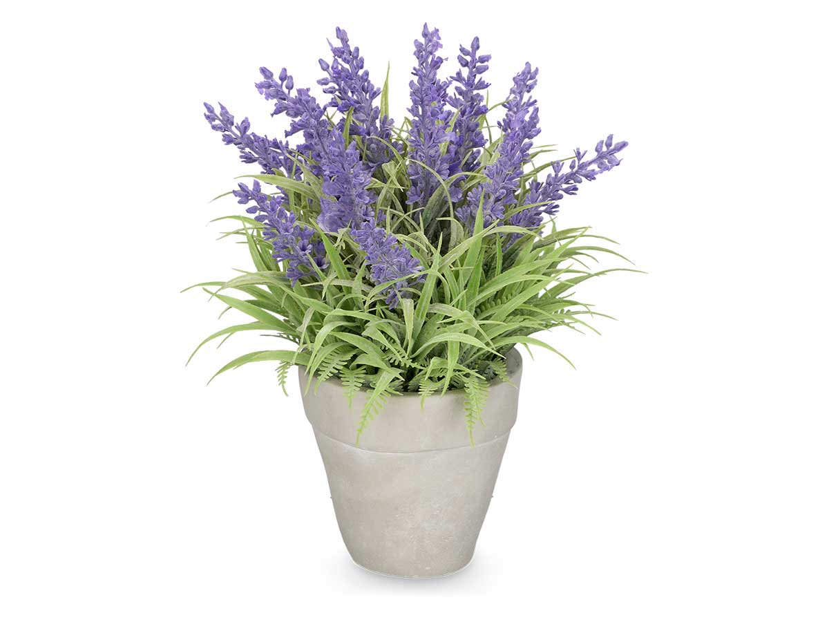 Planta floral LAVANDA em vaso de cimento 23cm sortidas