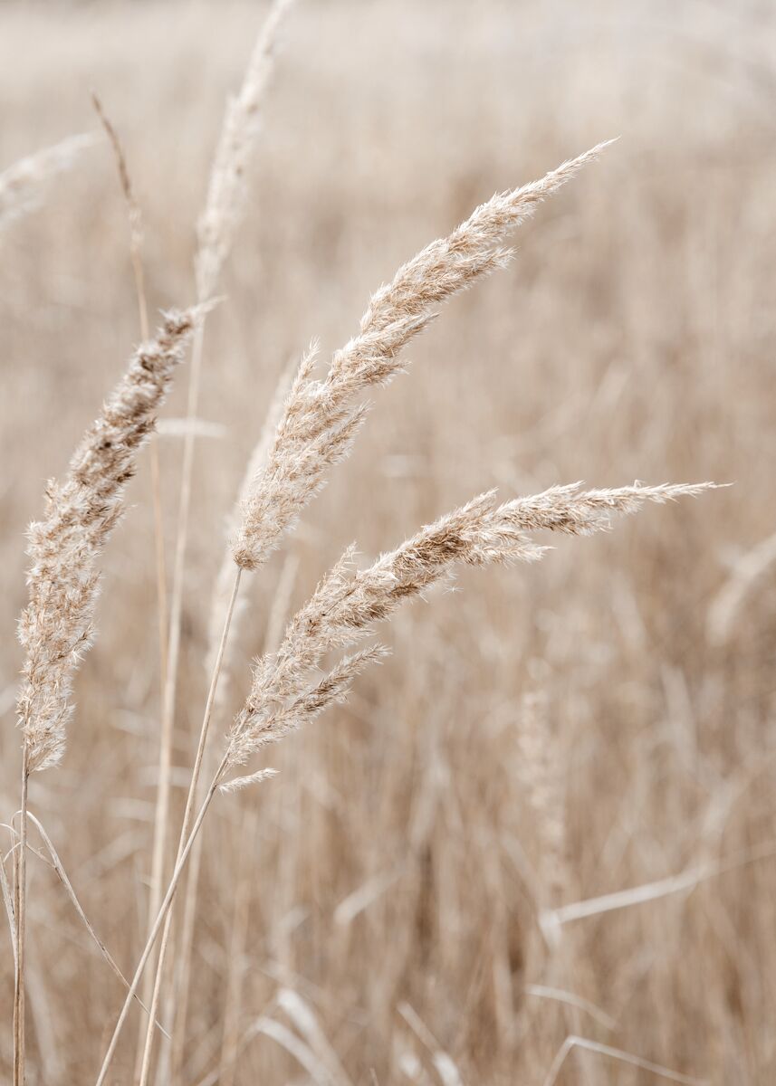 Quadro TRIGO 50x70cm marca CONFORAMA